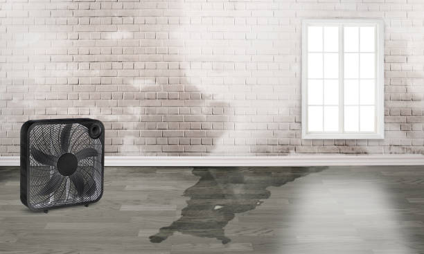Best Sewage cleanup and water damage restoration  in Tusculum, TN
